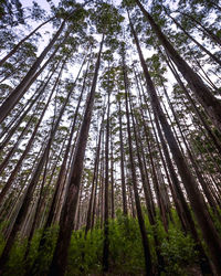 Low angle view of bamboo trees in forest