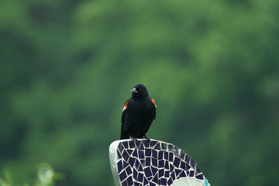 Red winged black bird