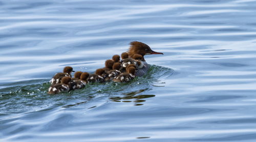 Female goosander, mergus merganser, and 12 babies on its back swimming onto the water