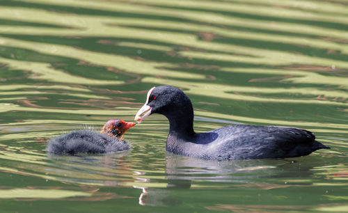 Duck swimming in lake