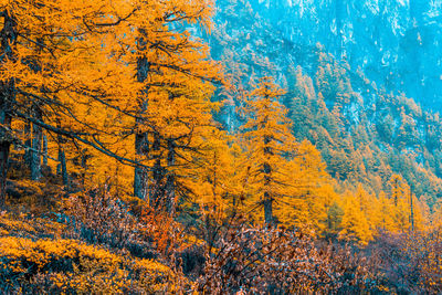 Low angle view of trees in forest during autumn