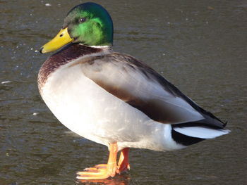 Close-up of a duck at lakeshore