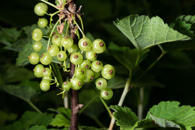 Close-up of berries growing on plant