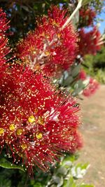 Close-up of red flowers