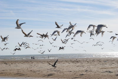 Seagulls flying over beach against sky