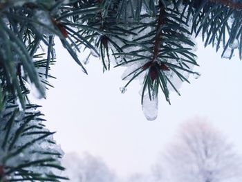 Low angle view of tree against sky