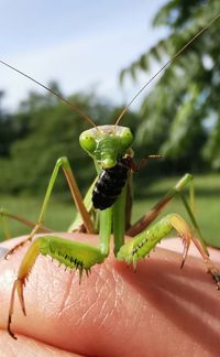 Close-up of insect on hand