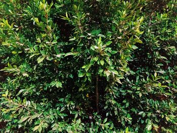 Low angle view of trees in forest