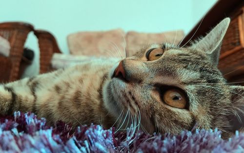 Close-up of cat resting