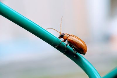 Close-up of insect