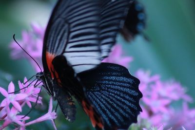 Close-up of butterfly pollinating on pink flower