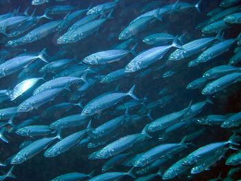 Fish swimming in sea