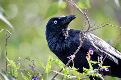 Bird perching on a branch