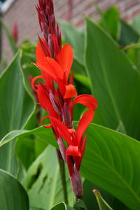 Close-up of red rose flower