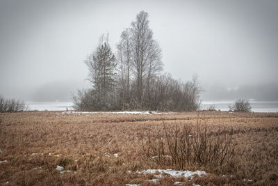 Trees on field against sky during winter