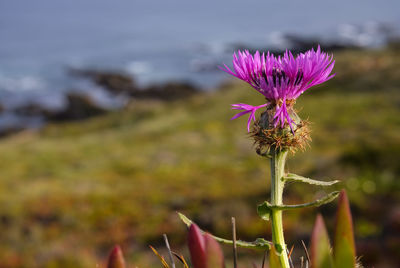 Close-up of pink flowering plant on field