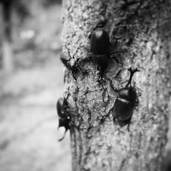 Close-up of insect on tree trunk