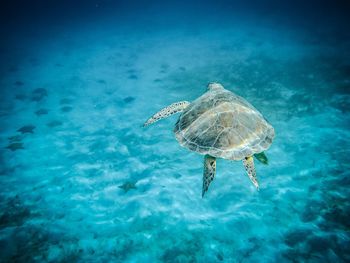 Sea turtle swimming over starfish with its left flipper out