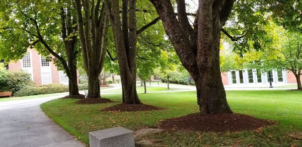 Trees in park