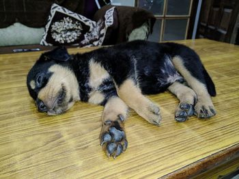 High angle view of dog sleeping on floor at home