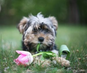 Close-up of dog looking away on field