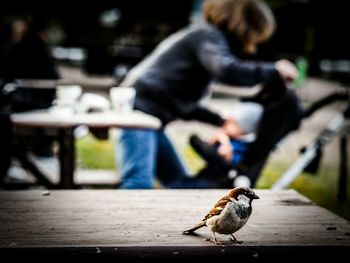 Bird perching on wood