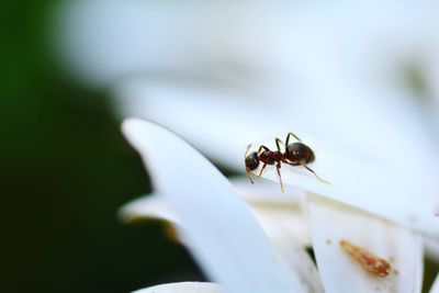 Close-up of bee pollinating on flower