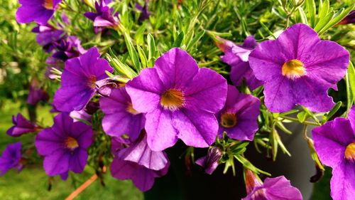 Close-up of purple flower