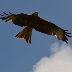 Low angle view of eagle flying against clear sky