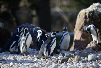 High angle view of penguins on rocks