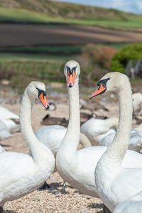 Swans in lake