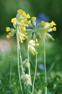 Close-up of yellow flowering plant on field