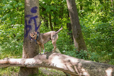 Dog on tree trunk in forest