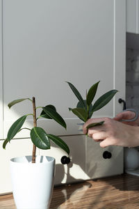 Close-up of potted plant on table at home