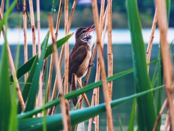 Close-up of bird perching on plant