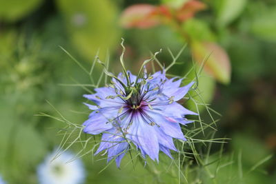 Close-up of purple flowers blooming