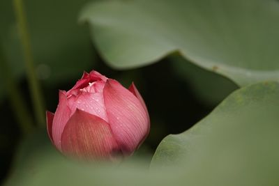 Close-up of pink flower