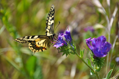 Close-up of butterfly pollinating on purple flower