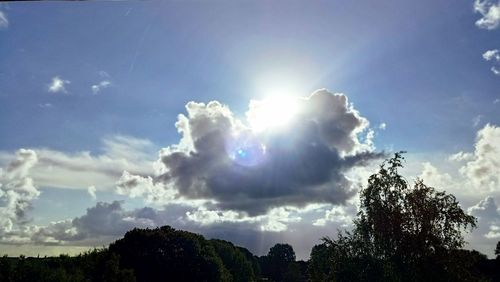 Low angle view of trees against sky