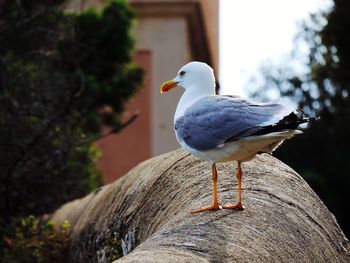 Close-up of seagull perching on wooden post