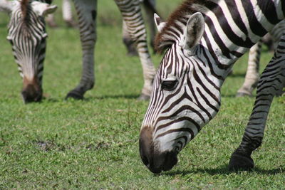 Close-up of zebras grazing in farm