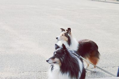 Shetland sheepdogs on street