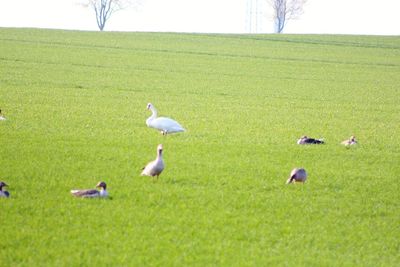 Birds on grassy field