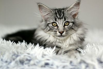 Close-up portrait of cat