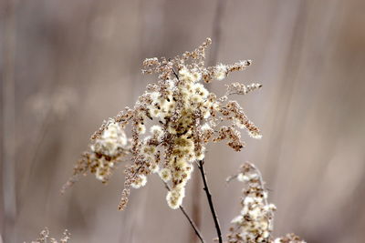 Close-up of cherry blossom