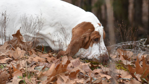 View of a dog on field