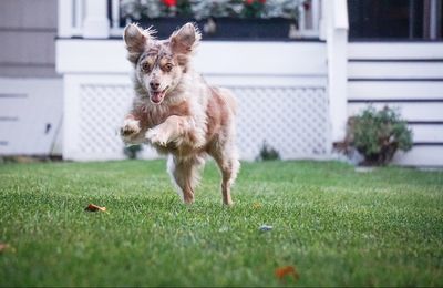 Dog leaping on grassy front yard