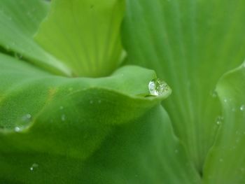 Close-up of water drops on leaf