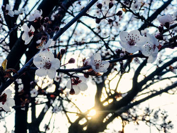 Low angle view of cherry blossoms in spring