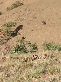 High angle view of birds on field